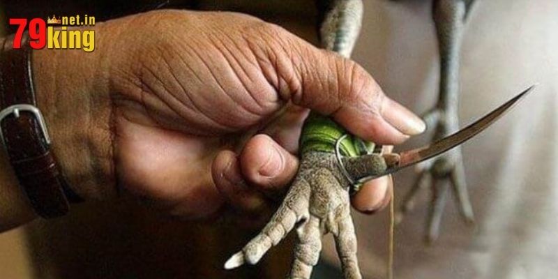 Giới thiệu sơ lược về đá gà cựa dao cho người mới