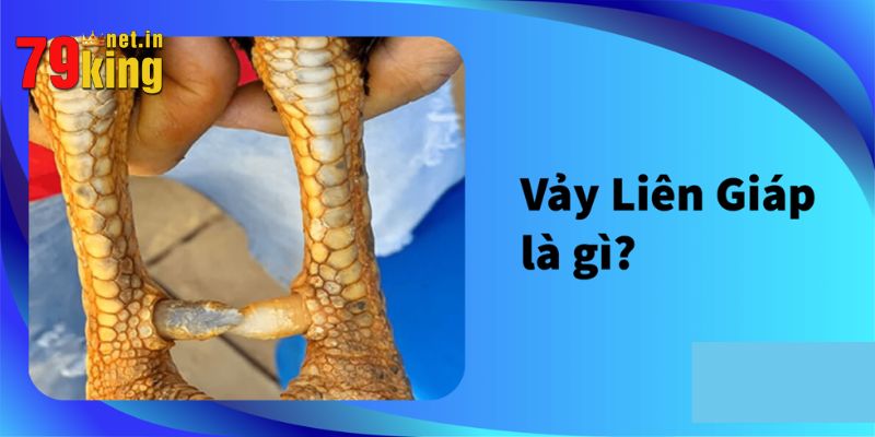 Giới thiệu về hình thức đá gà liên giáp
