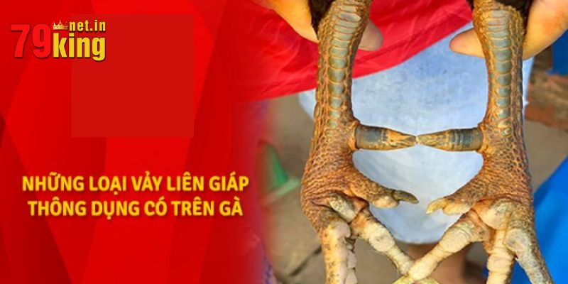 Các loại vảy liên giáp thường gặp ở chiến kê máu chiến nhất