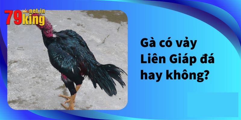 Tại sao đá gà liên giáp 79King lại được đánh giá cao?